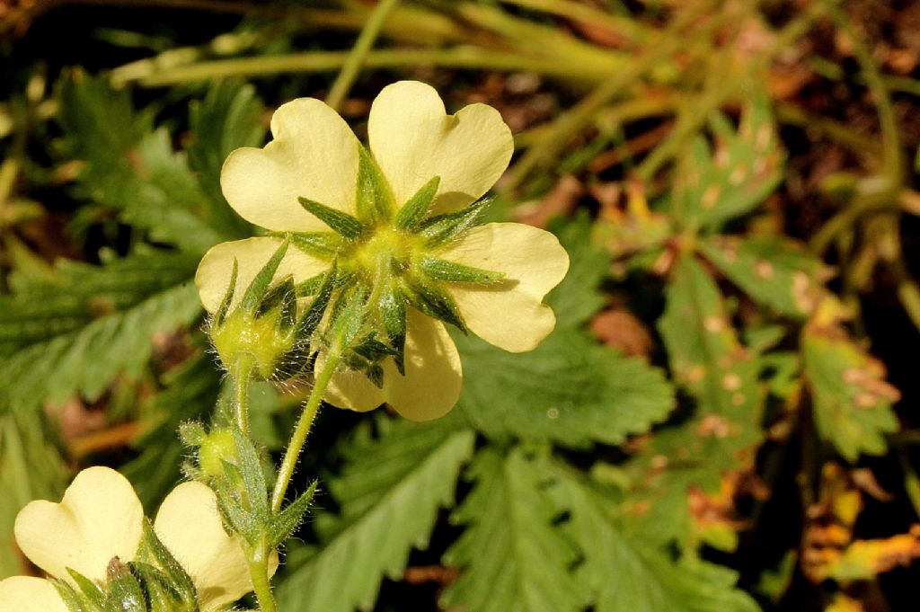 Potentilla recta